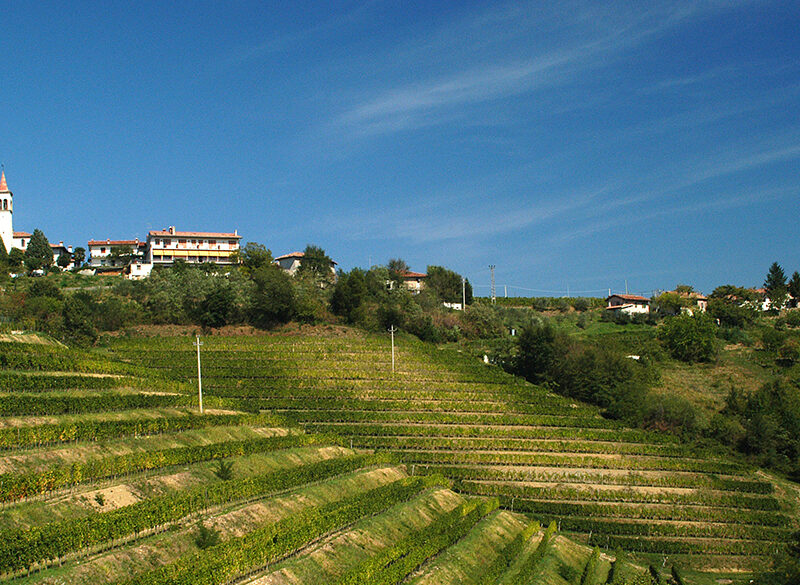 Nel Collio si progetta un nuovo vino da uve autoctone
