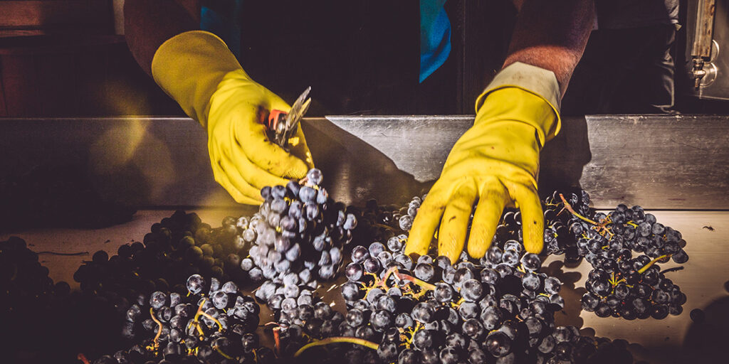 Il vino secondo i giovani: cosa dicono i produttori under 35?