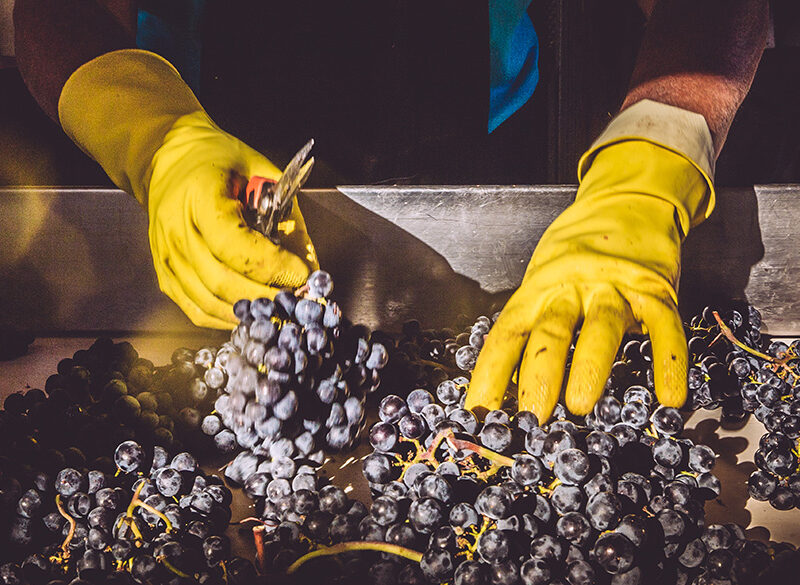 Il vino secondo i giovani: cosa dicono i produttori under 35?