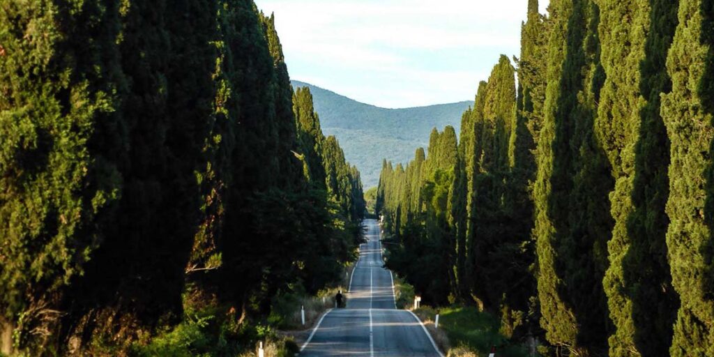 Tenuta San Guido e CNR: un accordo per la tutela del Viale dei Cipressi di Bolgheri