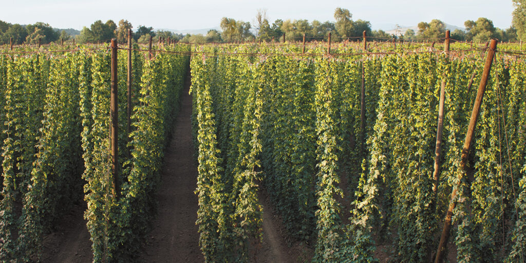 L’inconfondibile aromaticità delle birre Fresh hop