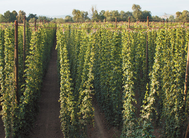 L’inconfondibile aromaticità delle birre Fresh hop