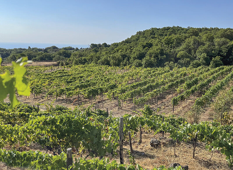 Tommasi Family Estates: Ammura e l’energia vitale dell’Etna