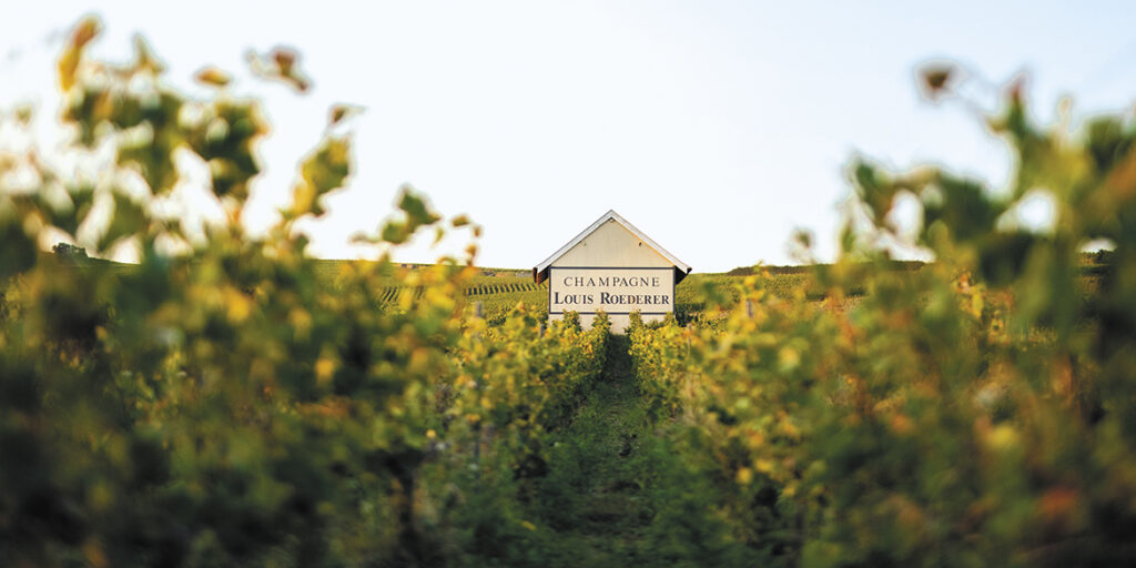 Louis Roederer, ecosistema sostenibile in Champagne