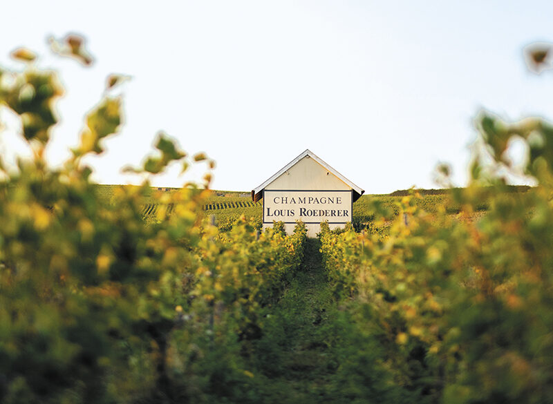 Louis Roederer, ecosistema sostenibile in Champagne