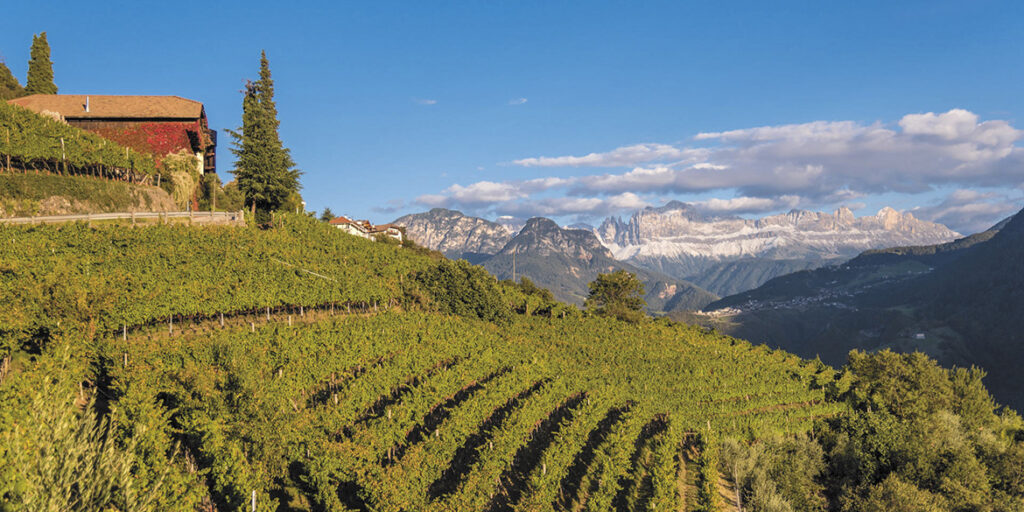 Cantina Bozen: Liebrain, nuova dimensione del Silvaner