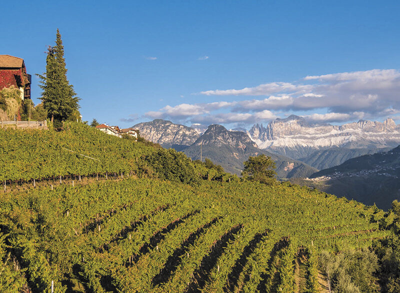Cantina Bozen: Liebrain, nuova dimensione del Silvaner