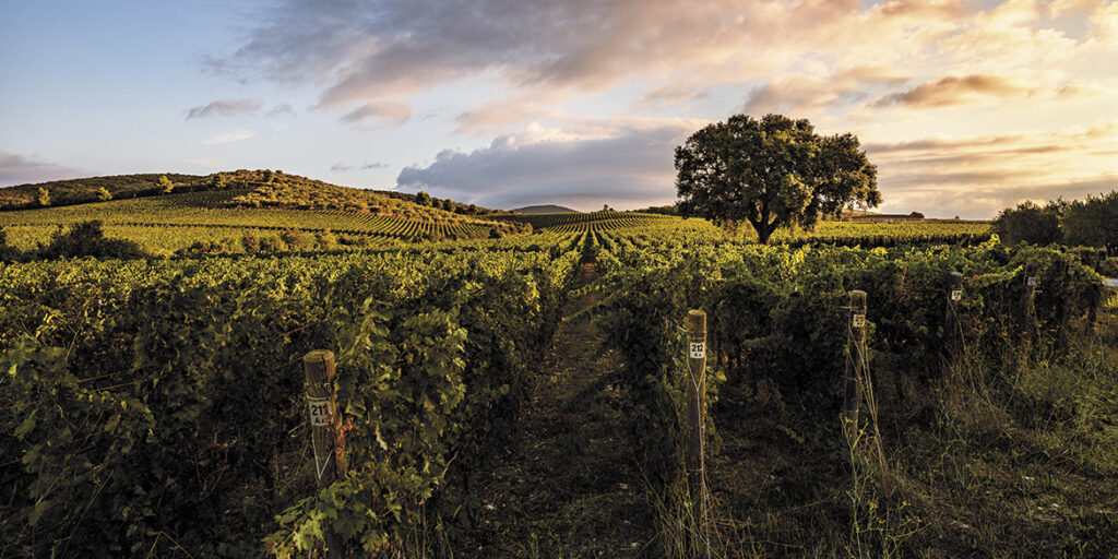 Monteverro, strategia green in continua evoluzione