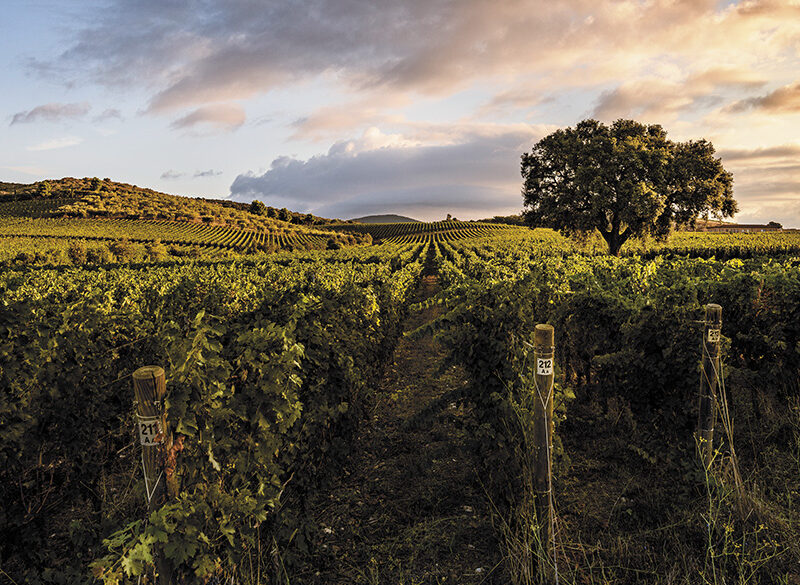 Monteverro, strategia green in continua evoluzione