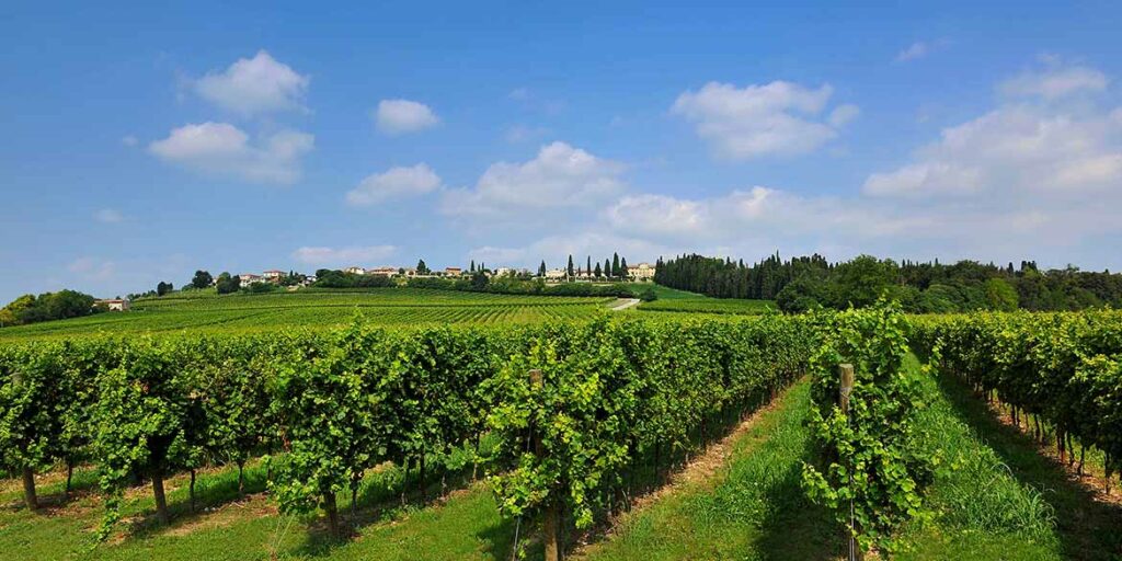 Nelle terre del Custoza si fa largo la Riserva (e cresce il Superiore)