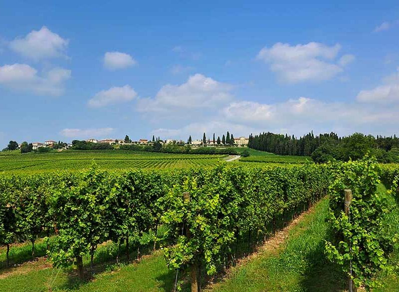 Nelle terre del Custoza si fa largo la Riserva (e cresce il Superiore)