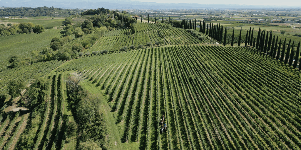 Il Custoza Riserva è un bianco autoriale. L’interpretazione di tre Cantine