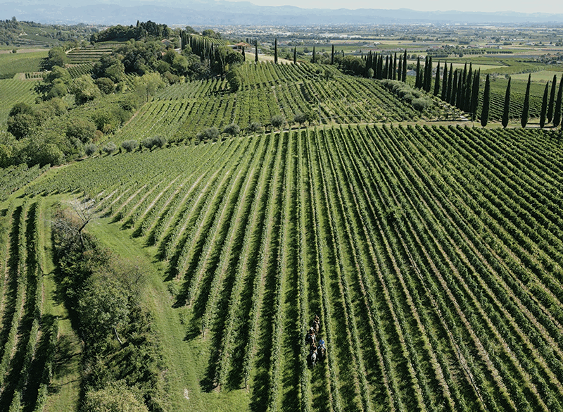 Il Custoza Riserva è un bianco autoriale. L’interpretazione di tre Cantine