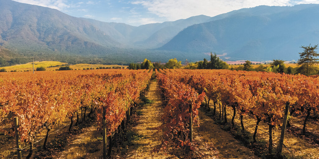 Riflettori sul Carmenère, l’uva emblematica del Cile
