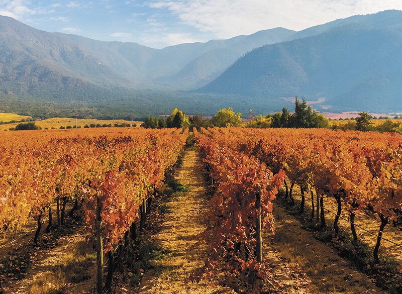 Riflettori sul Carmenère, l’uva emblematica del Cile