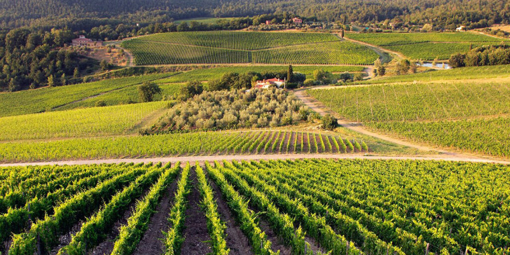 Consorzio Chianti Rufina: il punto sul progetto Terraelectae