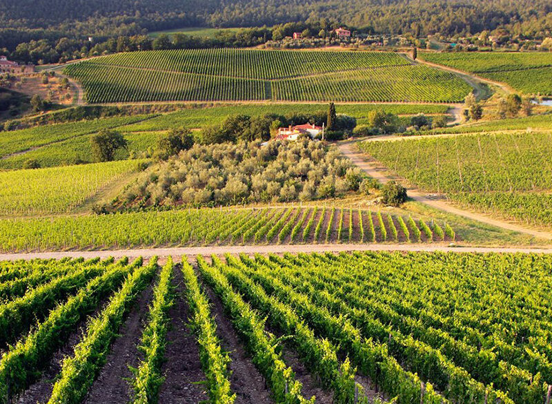 Consorzio Chianti Rufina: il punto sul progetto Terraelectae