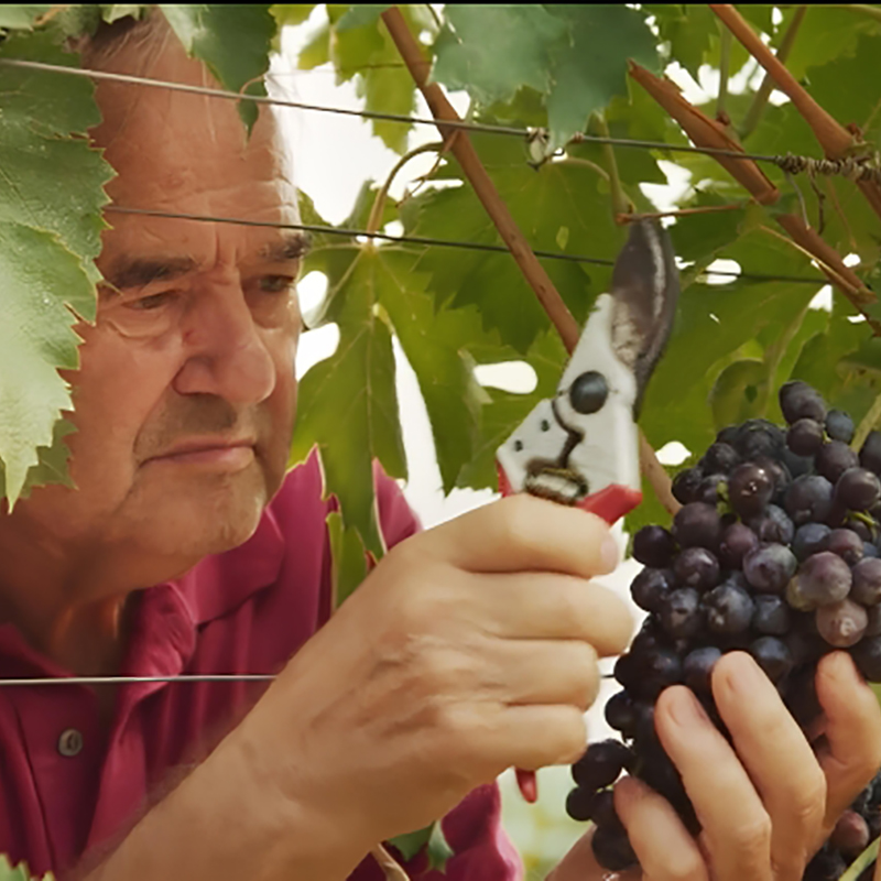 Addio a Sergio Tommasi, pilastro della Tommasi Family Estates