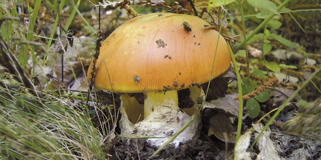Viaggio nella materia prima (8): l’ovolo buono, imperatore dei funghi