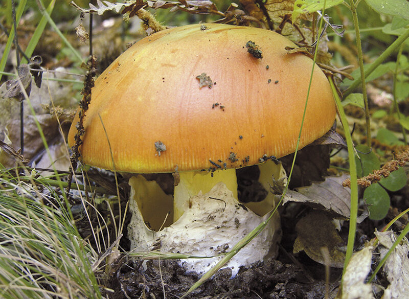 Viaggio nella materia prima (8): l’ovolo buono, imperatore dei funghi