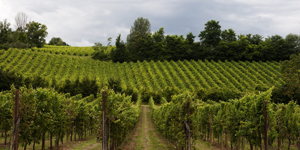 Il Sangiovese di Romagna ambisce a una nuova dimensione