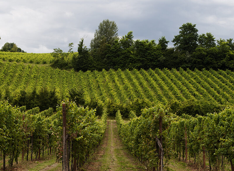 Il Sangiovese di Romagna ambisce a una nuova dimensione