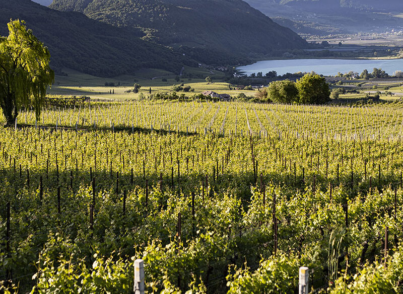 Doc Lago di Caldaro: tre interpretazioni della zona classica  