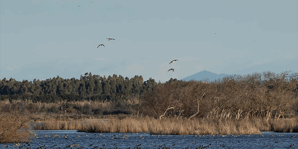 Conoscere per custodire: Tenuta San Guido riapre al pubblico il Rifugio faunistico Padule di Bolgheri