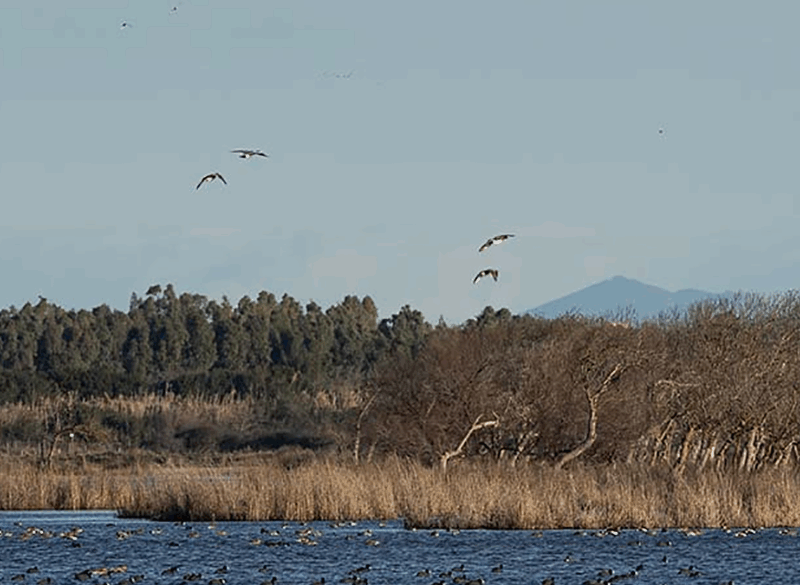 Conoscere per custodire: Tenuta San Guido riapre al pubblico il Rifugio faunistico Padule di Bolgheri
