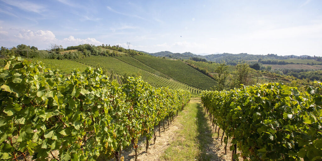 Gavi, carta di identità e appunti di degustazione di un bianco decisamente moderno