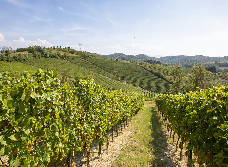 Gavi, carta di identità e appunti di degustazione di un bianco decisamente moderno