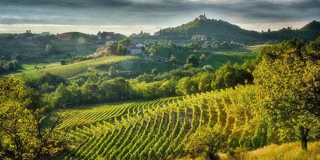 Gavi: un vino moderno, sempre più studiato e in grado di difendersi dal global warming