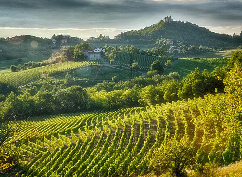 Gavi: un vino moderno, sempre più studiato e in grado di difendersi dal global warming