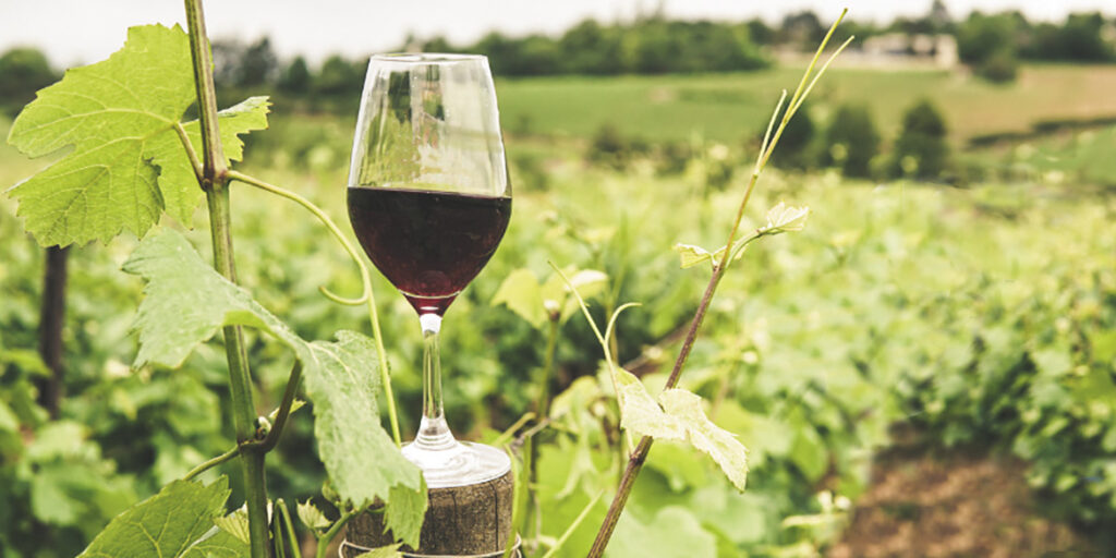 Rassegna BiodiVino nelle Puglie: iscrizioni aperte fino al 31 ottobre