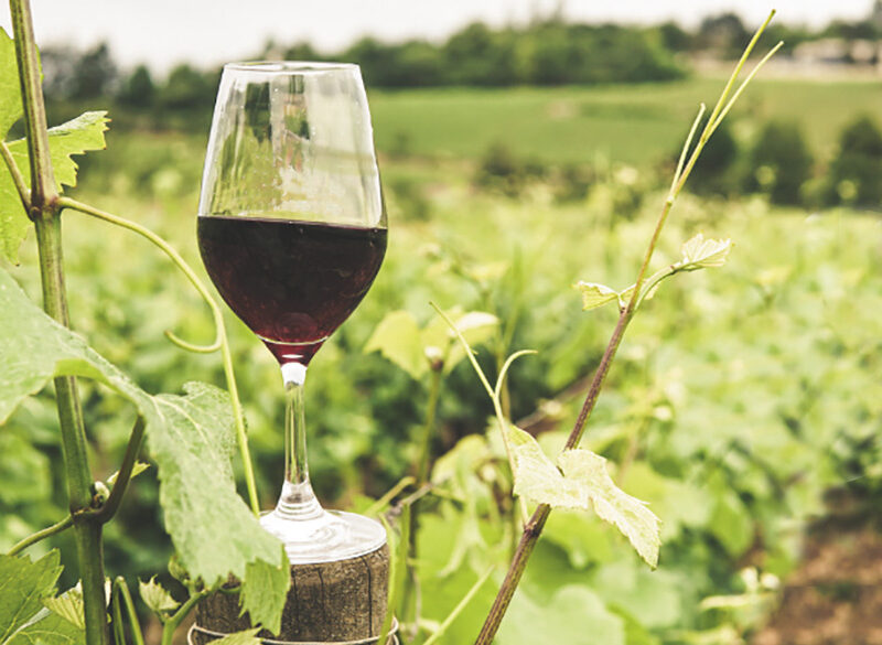 Rassegna BiodiVino nelle Puglie: iscrizioni aperte fino al 31 ottobre