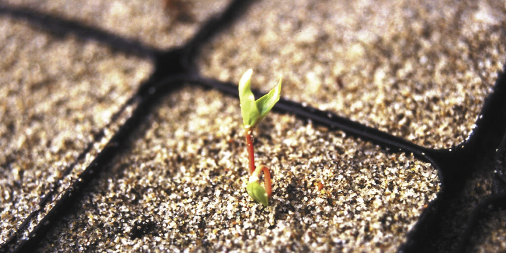 Tutto quello che c’è da sapere sul Kerner (incluso il legame sempre più stretto con l’Alto Adige)