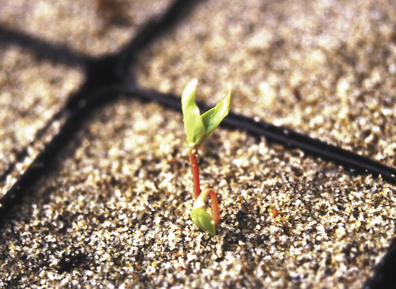 Tutto quello che c’è da sapere sul Kerner (incluso il legame sempre più stretto con l’Alto Adige)