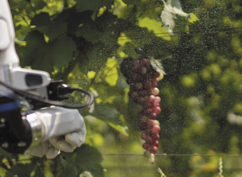 Robot in vigna crescono. Una panoramica aggiornata