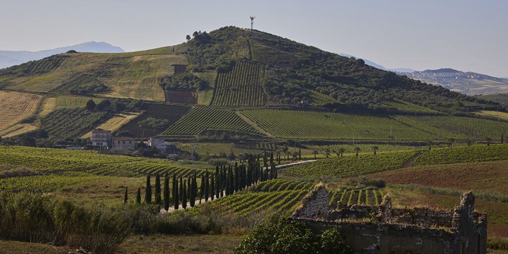 Doc Monreale, la nuova vita del “vigneto di Palermo”
