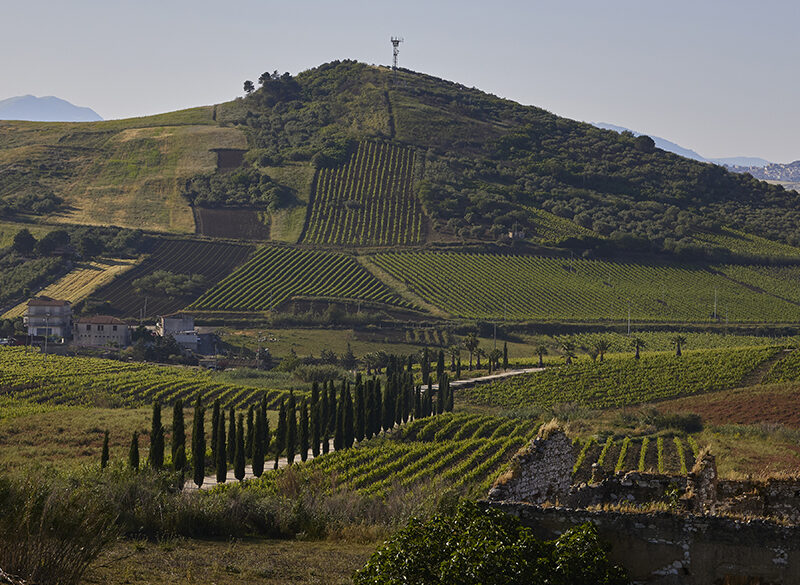 Doc Monreale, la nuova vita del “vigneto di Palermo”