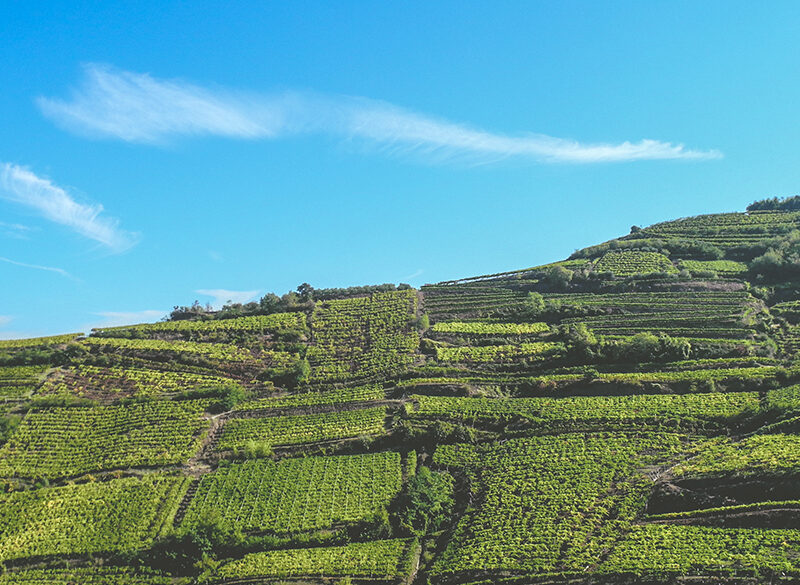 Collis Veneto Wine Group: approvata la fusione per incorporazione della Cantina Sociale di Monteforte d’Alpone