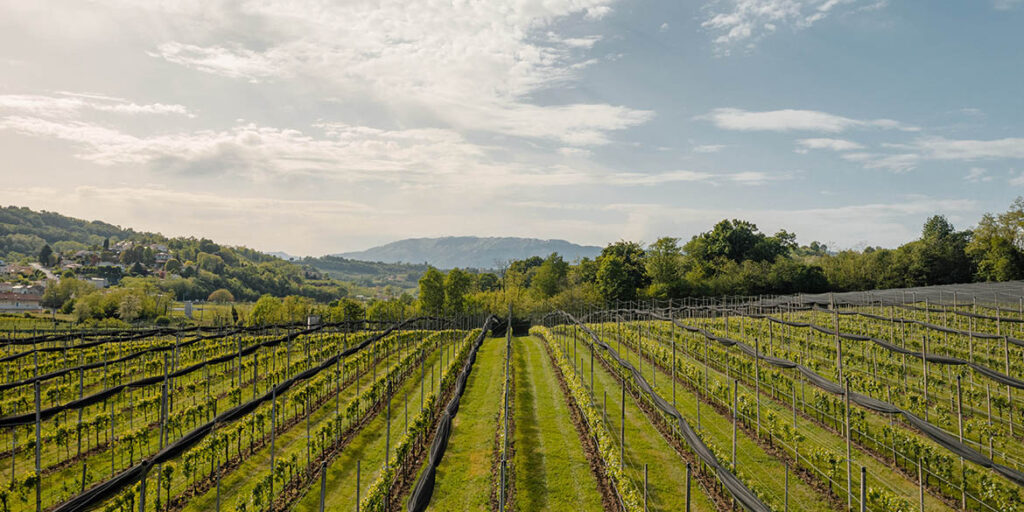 Gabe Tenute, nuova voce di carattere nel cuore del Conegliano Valdobbiadene