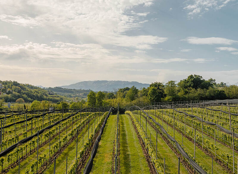Gabe Tenute, nuova voce di carattere nel cuore del Conegliano Valdobbiadene