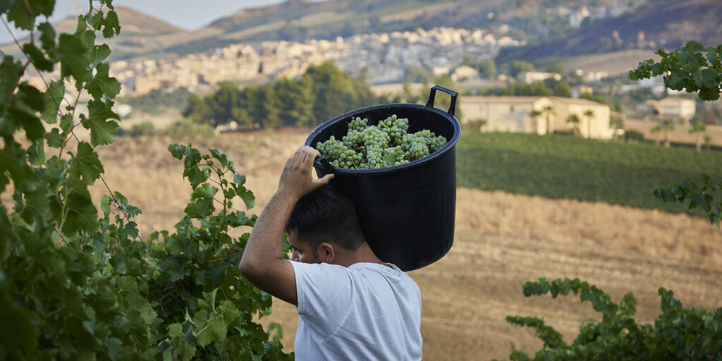 Doc Monreale: per i produttori il vitigno su cui puntare è il Catarratto