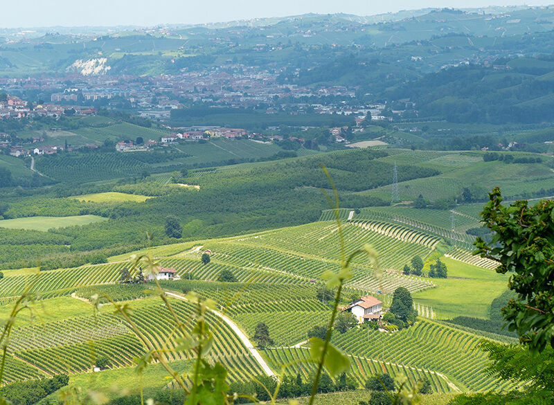 I 30 anni della Doc Verduno Pelaverga, enclave distintiva nel feudo del Barolo