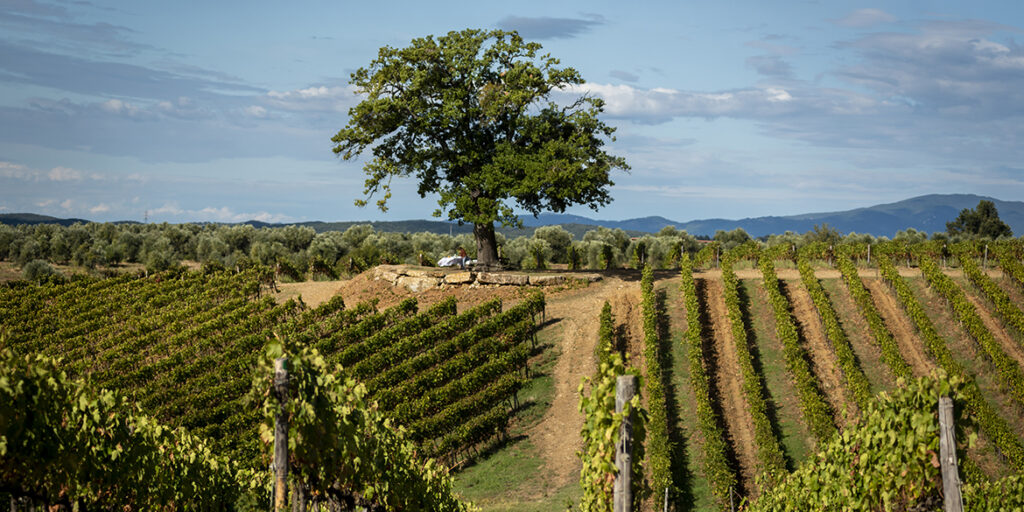 Le tre anime del vino toscano secondo Arillo in Terrabianca