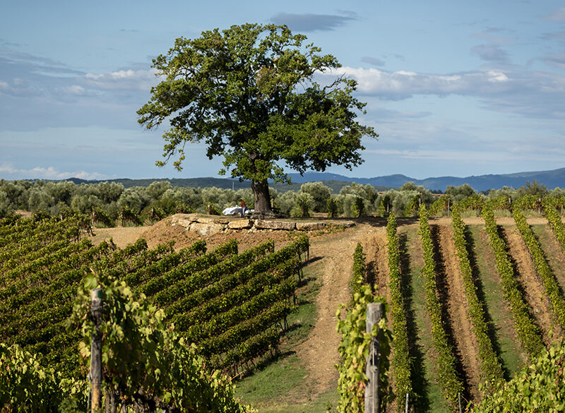 Le tre anime del vino toscano secondo Arillo in Terrabianca