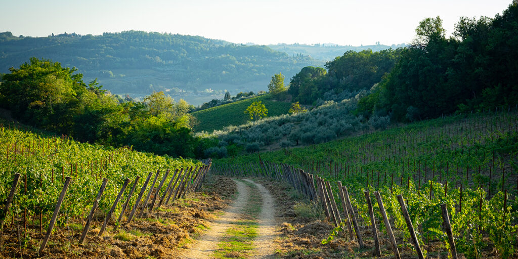La via etica: le diocesi italiane fanno rete “agricola”