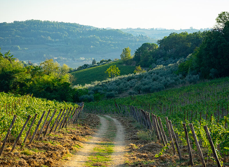 La via etica: le diocesi italiane fanno rete “agricola”