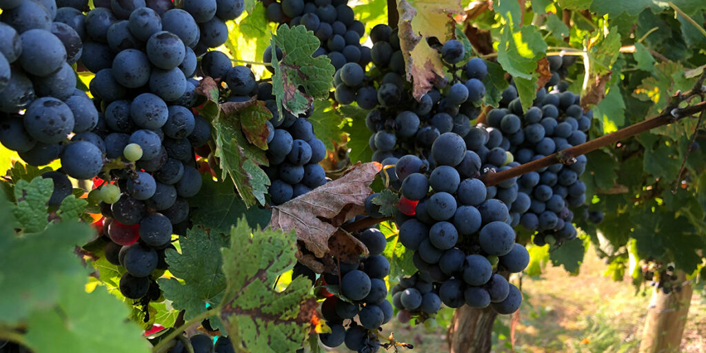 La straordinaria memoria del Cabernet Sauvignon